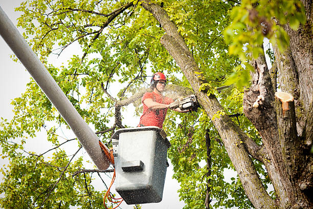 Best Tree Branch Trimming  in Wilson, NC